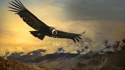 Andean Condor