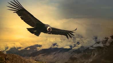 Andean Condor