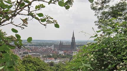 Historie, Albrecht Berblinger, Berblinger, Flugmaschinen, Museum, Pionier