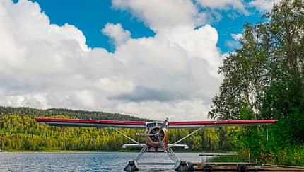 Buschfliegen in Alaska
