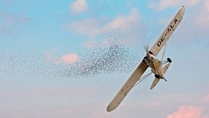 Achtung, Vögel!