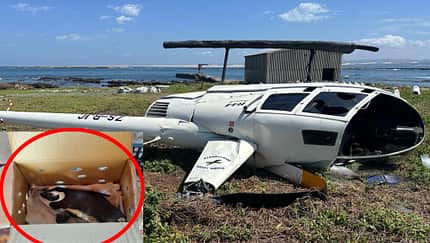 Robinson, R44, Unfall Abgestürzter Hubschrauber am Boden mit Pinguin in Karton (Montage)