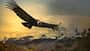 Andean Condor