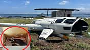 Abgestürzter Hubschrauber am Boden mit Pinguin in Karton (Montage)